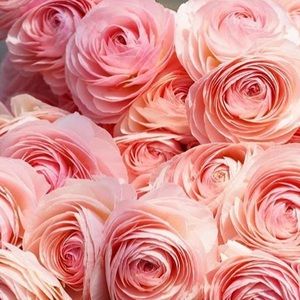 Meet your Posher, Jenna